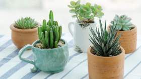 9 نباتات تمتص الإشعاعات الصادرة عن الأجهزة الالكترونية