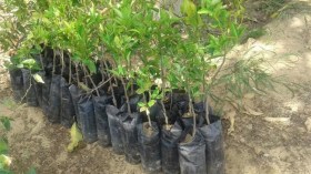 غرس 23 مليون شجيرة ضمن برنامج إعادة تأهيل السد الأخضر