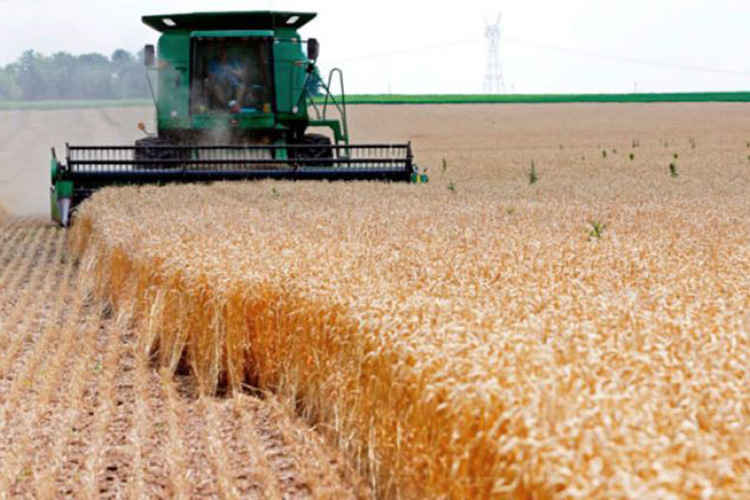 The Expected Results of the Italian “BF” Project in Algeria