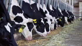 هذه شروط استيراد الفلاحين للأبقار والماعز