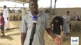 تمنراست.. إقبال قوي للمواطنين على اقتناء الأضاحي المستوردة