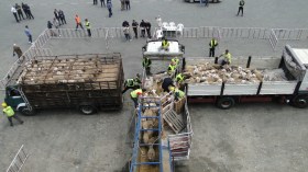 ميناء تنس: وصول باخرة رابعة تحمل أكثر من 13 ألف رأس من المواشي