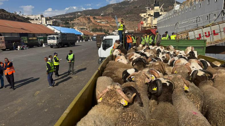 وهران: وصول باخرة قادمة من إسبانيا محملة بـ 20 ألف رأس من الأضاحي