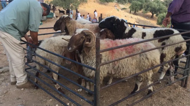 أرقام متباينة في أسعار الأضاحي عربيا وهذا موقع الجزائر