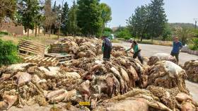 مشاركة واسعة في حملة جمع جلود الأضاحي