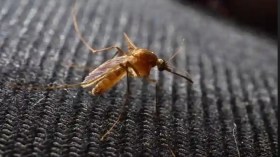 لماذا ينجذب البعوض إلى اللون الأسود؟