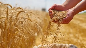 إنتاج القمح الصلب سيغطي حاجيات السوق الوطنية خلال سنة 2026