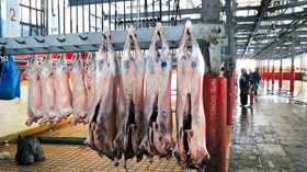 مذابح عصرية لتنظيم عمليات ذبح الأضاحي