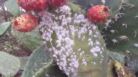 الحشرة القرمزية تتهدد حقول التين الشوكي بغليزان