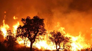 Incendies de forêts: Extinction des feux déclarés dans les wilayas de Blida et Médéa