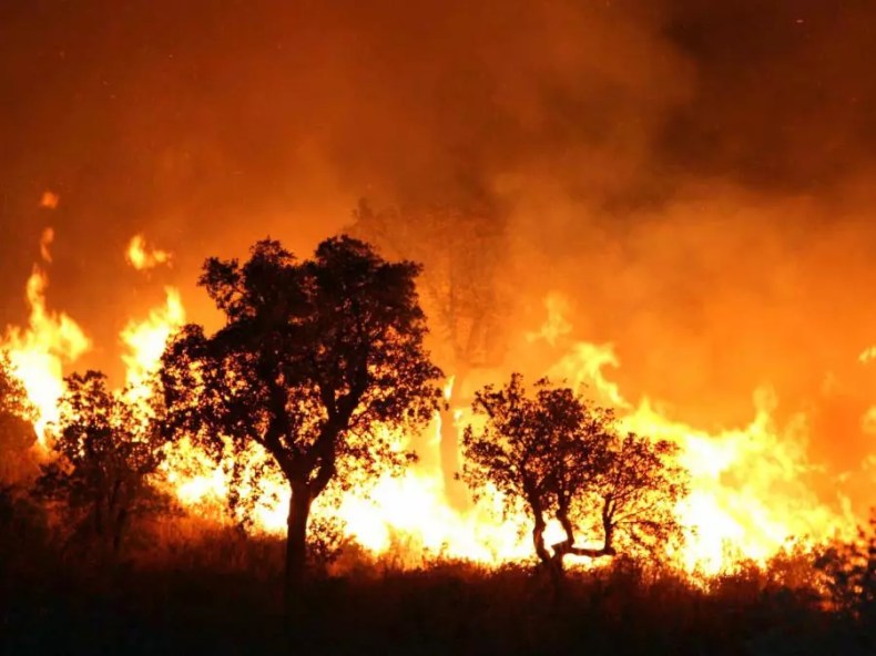 Incendies de forêts: Extinction des feux déclarés dans les wilayas de Blida et Médéa