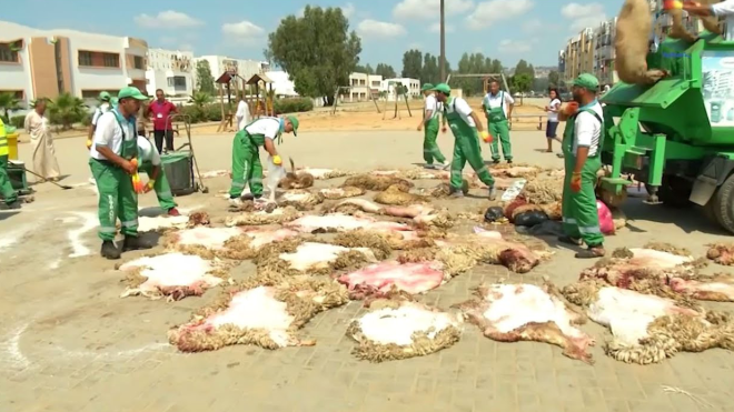 برنامج خاص لجمع جلود الأضاحي