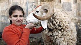 7 قواعد للتعامل مع الأضحية بعد النحر