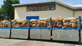 جلود الأضاحي تنعش الصناعة الوطنية للجلود