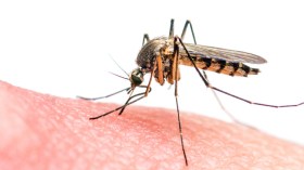 مواطنون يستعملون أجهزة وأقراص مجهولة لمكافحة الناموس