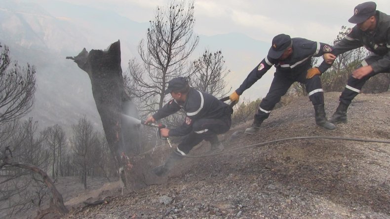 الحماية المدنية: تسجيل 12 حريق غابات عبر 5 ولايات