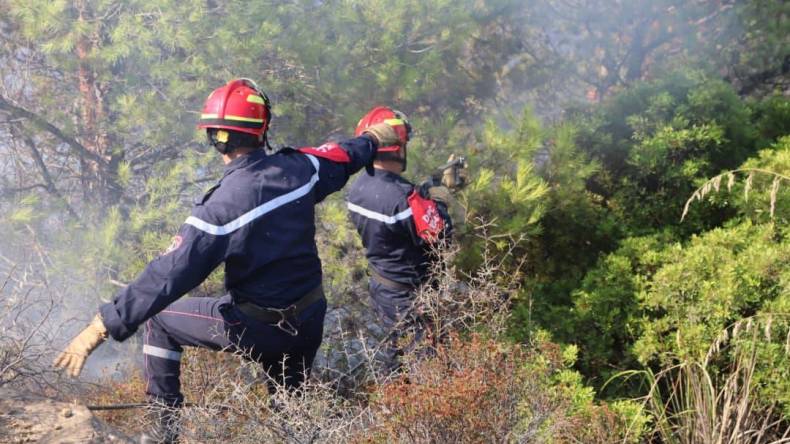 الحماية المدنية: إخماد 11 حريق غابات عبر 7 ولايات