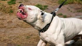 ظاهرة تربية الكلاب داخل الأحياء.. ديوان الترقية والتسيير العقاري يُحذّر