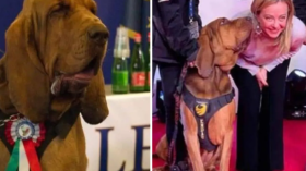 جورجيا ميلوني تدين مقتل كلب بوليسي.. ما القصة؟