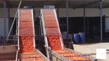 غليزان وحدات التحويل تشرع في استقبال محاصيل الطماطم الصناعية