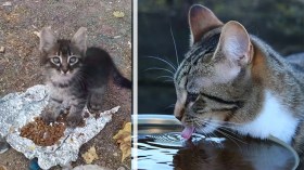 في عزّ الحر… متطوعون يسقون الحيوانات في الجبال والشوارع!