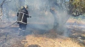 الحماية المدنية: إخماد 9 حرائق غابات عبر 7 ولايات