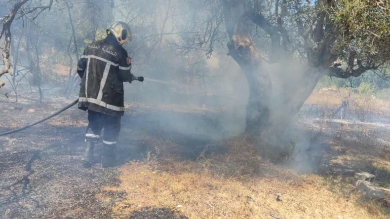 الحماية المدنية: إخماد 9 حرائق غابات عبر 7 ولايات