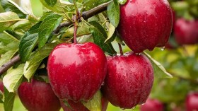 الجزائر الثالثة إفريقيا في إنتاج التفاح بزيادة سنوية قدرها 4,8%