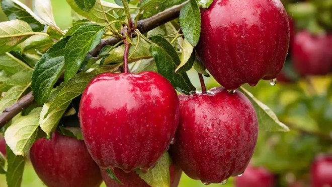 الجزائر الثالثة إفريقيا في إنتاج التفاح بزيادة سنوية قدرها 4,8%