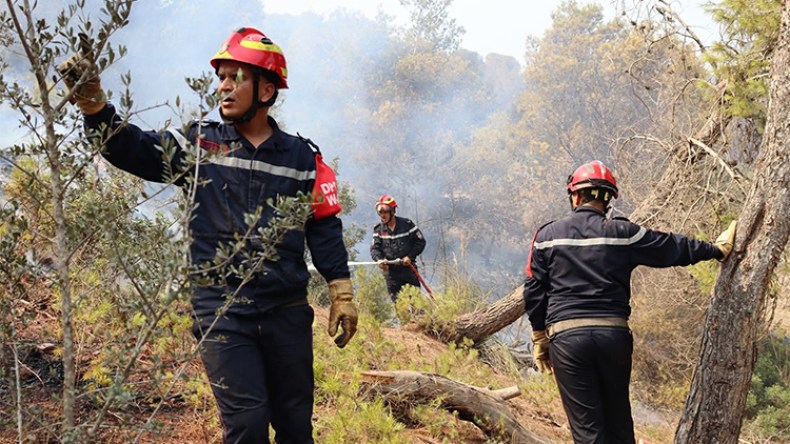 أداء فعال في مكافحة حرائق الغابات وتراجع المساحات المتضرّرة
