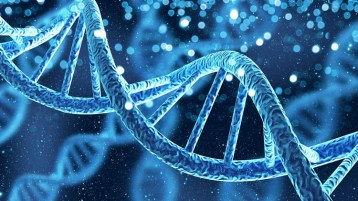 مَن يتحكّمُ في تنظيم عملِ المُوّرّثات؟