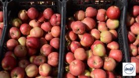 خنشلة .. تراجع محسوس في أسعار التفاح بعد فتح السوق الوطني ببلدية بوحمامة