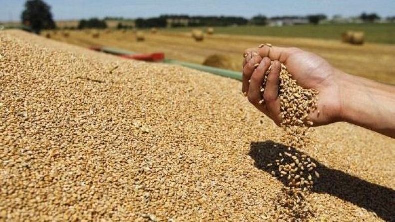 توقعات حديثة بانخفاض واردات الجزائر من القمح خلال موسم 2024-2025