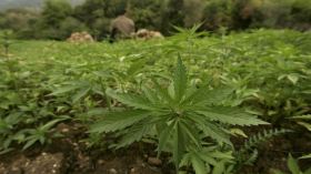 الخطر يتضاعف… المغرب يضاعف مساحات زراعة المخدرات