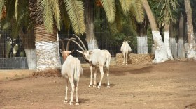 “بارك سفاري” و”أكوابيرد” قريبا في حديقة بن عكنون (صور)