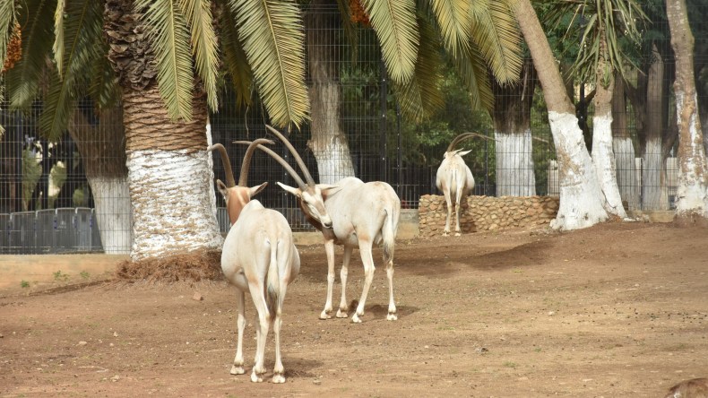 “بارك سفاري” و”أكوابيرد” قريبا في حديقة بن عكنون (صور)