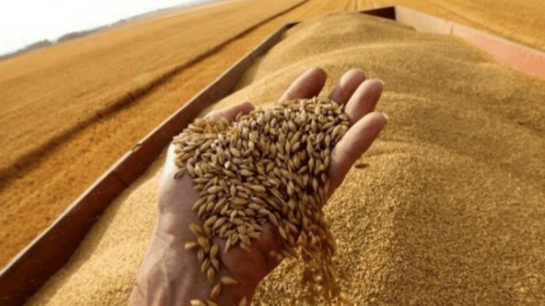 بهذا السعر.. الجزائر تقتني نحو 600 ألف طن من قمح الطحين