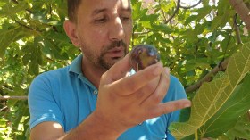 لعوينات.. عاصمة التين “السلطاني” الذي كان يصدّر لأوروبا