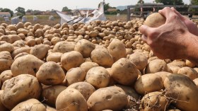 إنتاج قياسي للبطاطا غير الموسمية بأكثر من 1.05 مليون طن