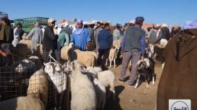 تباين في الآراء حول أسعار الأغنام بسوق المواشي في ولاية الأغواط