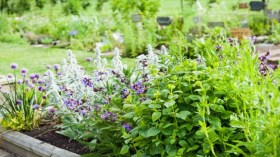 النباتات العطرية.. ثروة طبيعية بين الفرص والتحديات