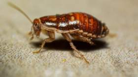 امرأة تحرق شقتها وتقتل جارتها بسبب صرصور… ما القصة؟!