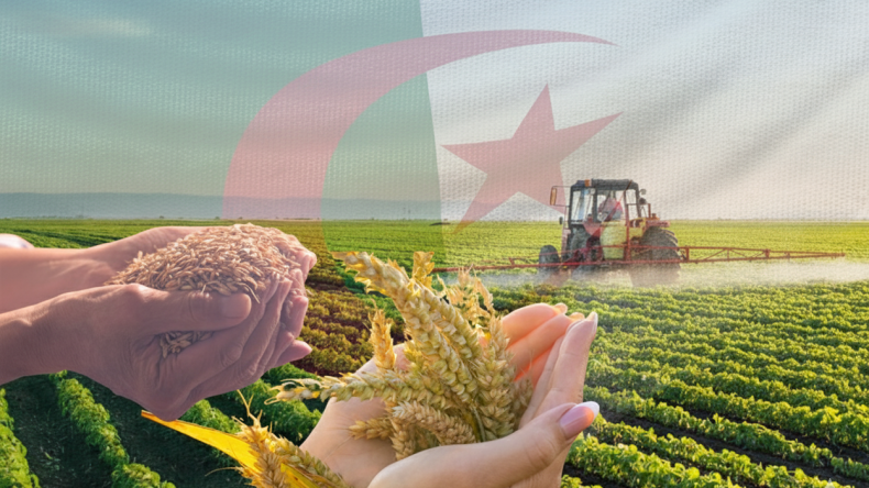 عدد الهكتارات الزراعية المستغلة في الجزائر.. خبير فلاحي يكشف
