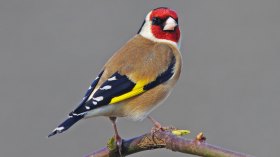 مشروع جزائري لتربية “المقنين” وإطلاق أعداد كبيرة منه في الطبيعة