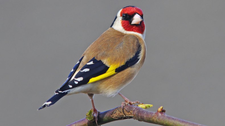 مشروع جزائري لتربية “المقنين” وإطلاق أعداد كبيرة منه في الطبيعة