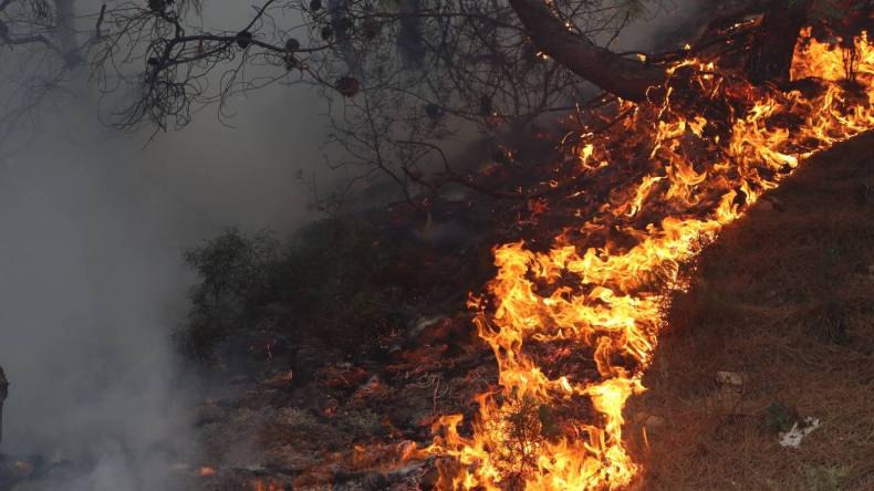 توقيف أفراد شبكة إجرامية اتّهموا بإضرام النار عمدا في غابة الأرهاط بتيبازة