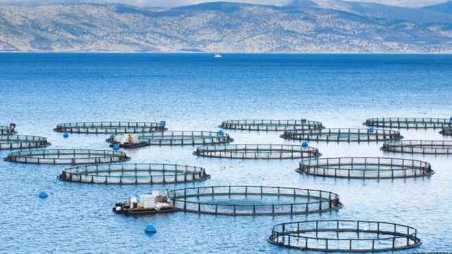 تربية المائيات.. تسجيل زيادة بـ 50% في عمليات الاستزراع