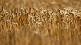 بمجموع 100 ألف طن.. الجزائر تطرح مناقصتين دوليتين لشراء علف الشعير وقمح الطحين