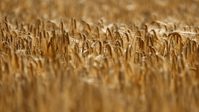 بمجموع 100 ألف طن.. الجزائر تطرح مناقصتين دوليتين لشراء علف الشعير وقمح الطحين