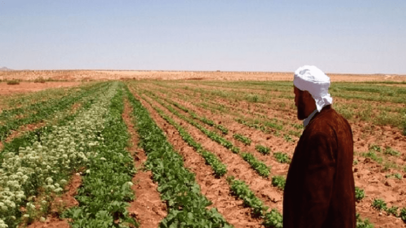 الديوان الوطني للأراضي الفلاحية يُمدد آجال تسجيل الاستثمارات في هذه الولاية